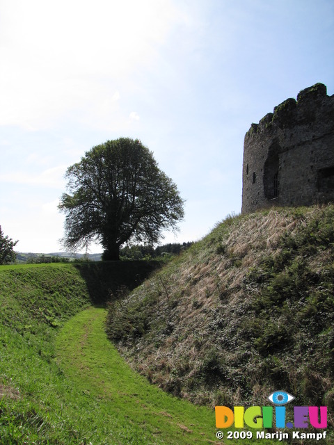 SX09379 Tree by moat Restormel Castle